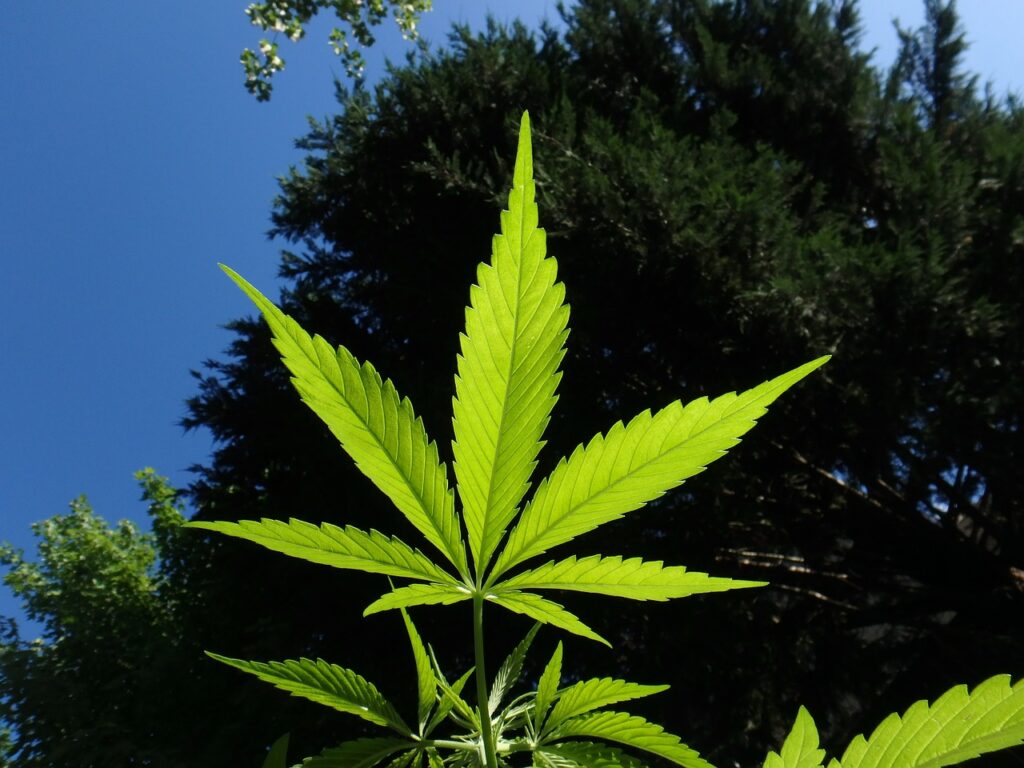 Canopy Growth Aktie: Entdecke das Wachstumspotenzial der Cannabis-Branche! 🚀 Canopy Growth Aktie: Entdecke das Wachstumspotenzial der Cannabis-Branche! 🚀 - Trendbetter.de