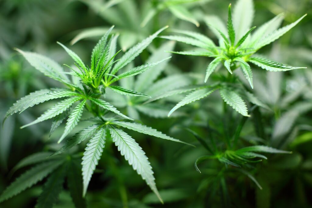 Canopy Growth Aktie: Entdecke das Wachstumspotenzial der Cannabis-Branche! 🚀 Canopy Growth Aktie: Entdecke das Wachstumspotenzial der Cannabis-Branche! 🚀 - Trendbetter.de