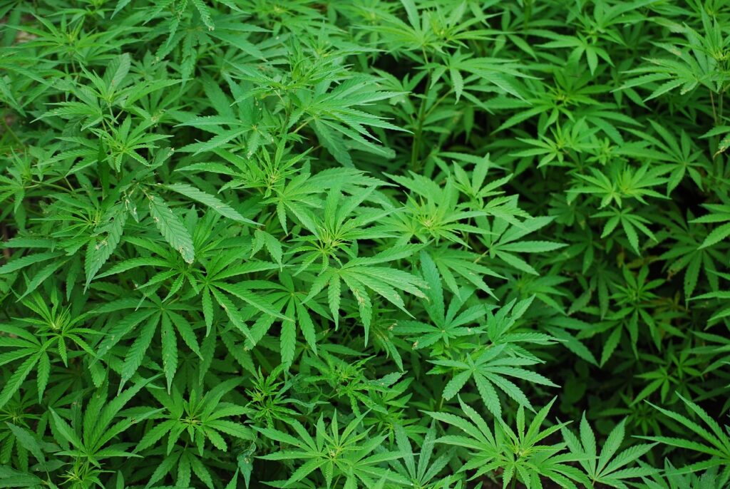 Canopy Growth Aktie: Entdecke das Wachstumspotenzial der Cannabis-Branche! 🚀 Canopy Growth Aktie: Entdecke das Wachstumspotenzial der Cannabis-Branche! 🚀 - Trendbetter.de