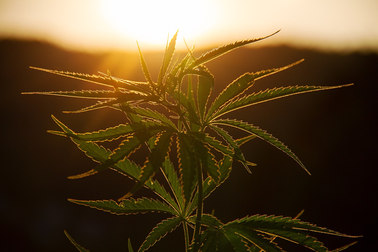 Canopy Growth Aktie: Entdecke das Wachstumspotenzial der Cannabis-Branche! 🚀 - Trendbetter.de