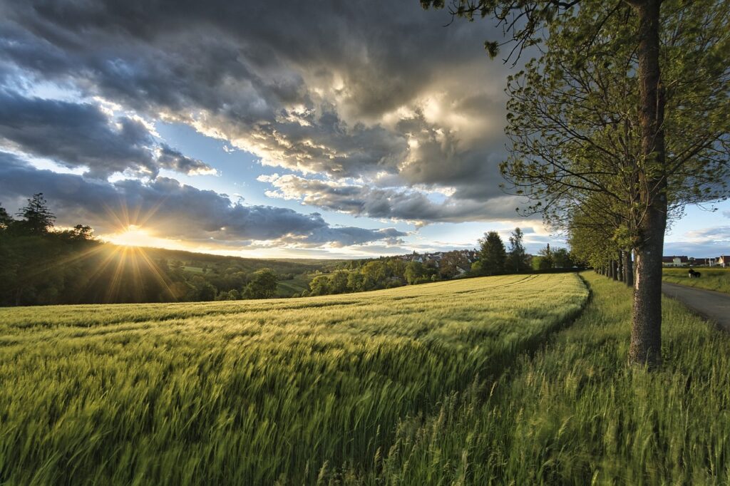 Die 10 besten Getreide-Aktien und ETFs: Top-Investitionen für Dein Portfolio! 🌾📈 - Trendbetter.de